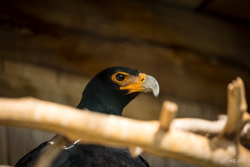 greifvogel