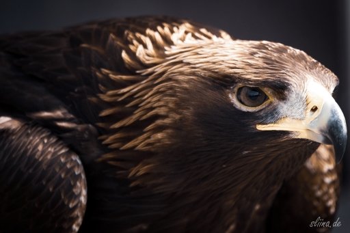 greifvogel