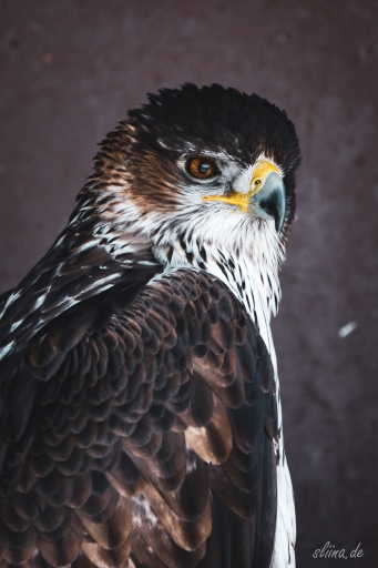 greifvogel