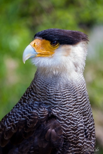 greifvogel
