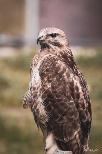 greifvogel