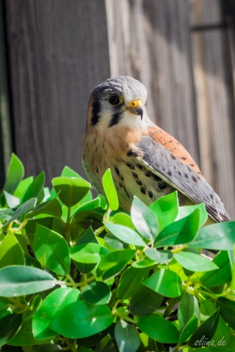 greifvogel