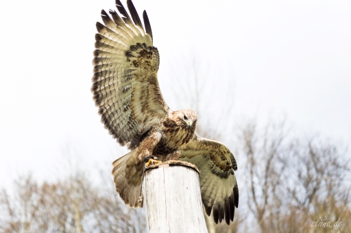 greifvogel