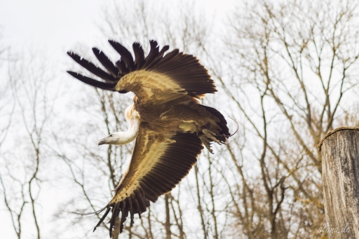 greifvogel