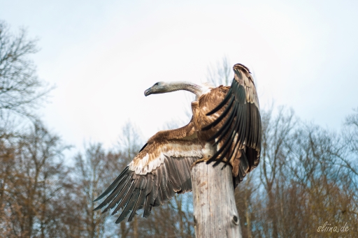 greifvogel