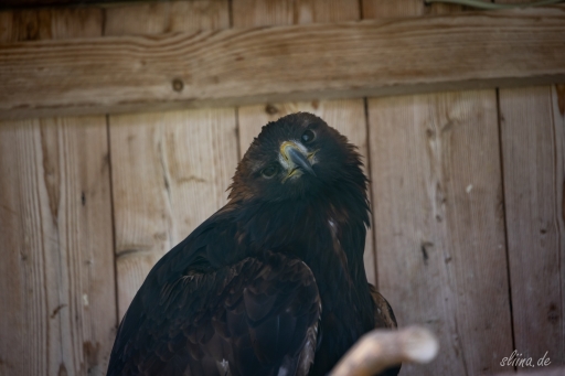 greifvogel