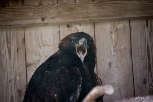 greifvogel