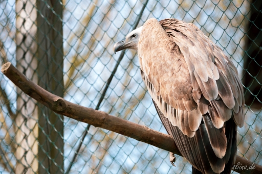 greifvogel