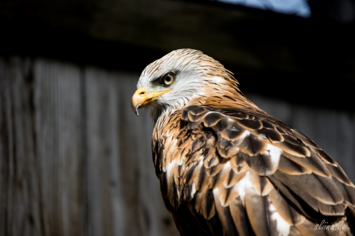 greifvogel