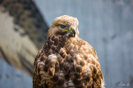 greifvogel