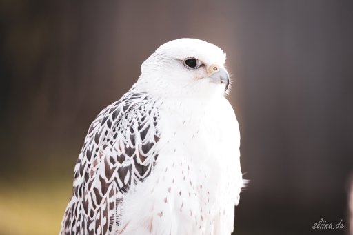 greifvogel