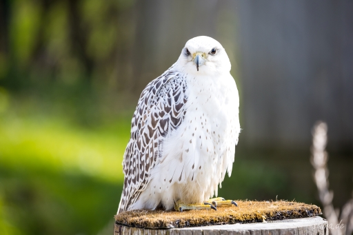 greifvogel