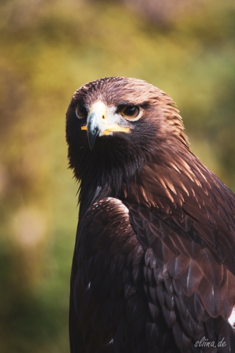 greifvogel