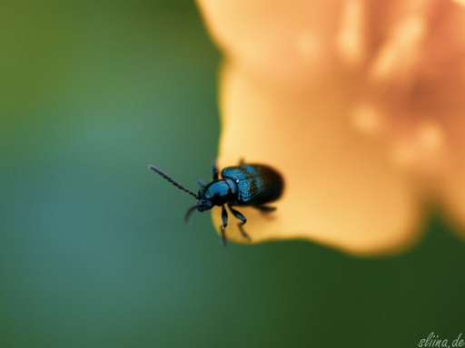 Macro