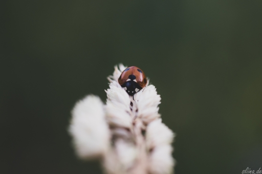 Macro