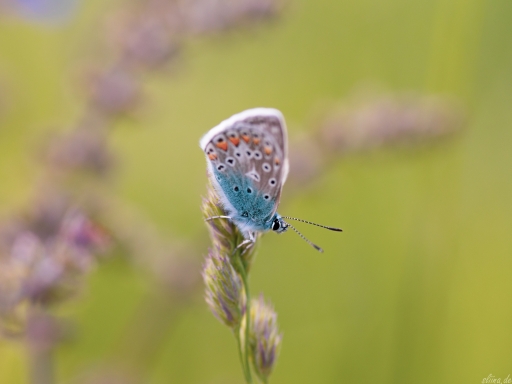 Macro