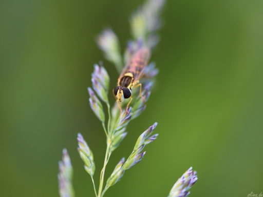 Macro