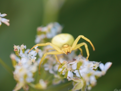 Macro