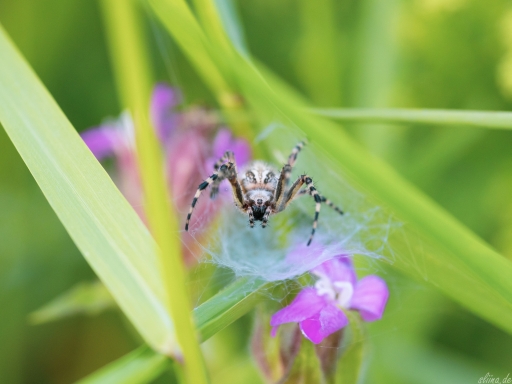 Macro