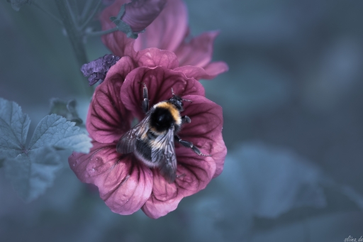 Macro