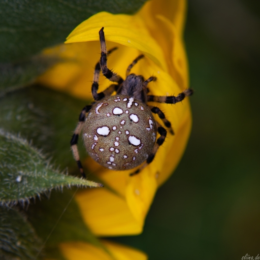 Macro