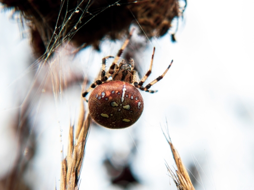 Macro