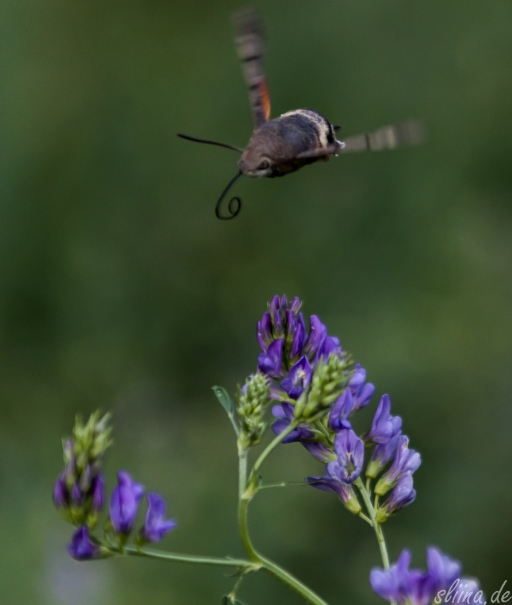 Macro