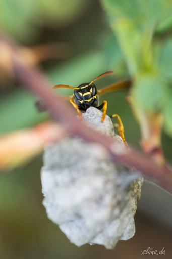 Macro