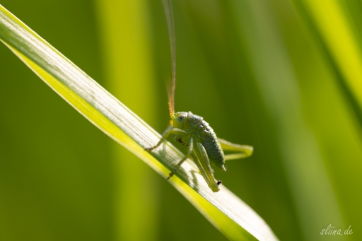 Macro