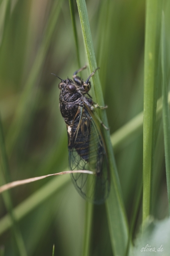 Macro