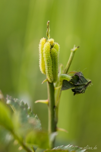 Macro