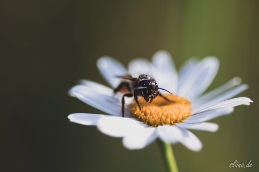 Macro