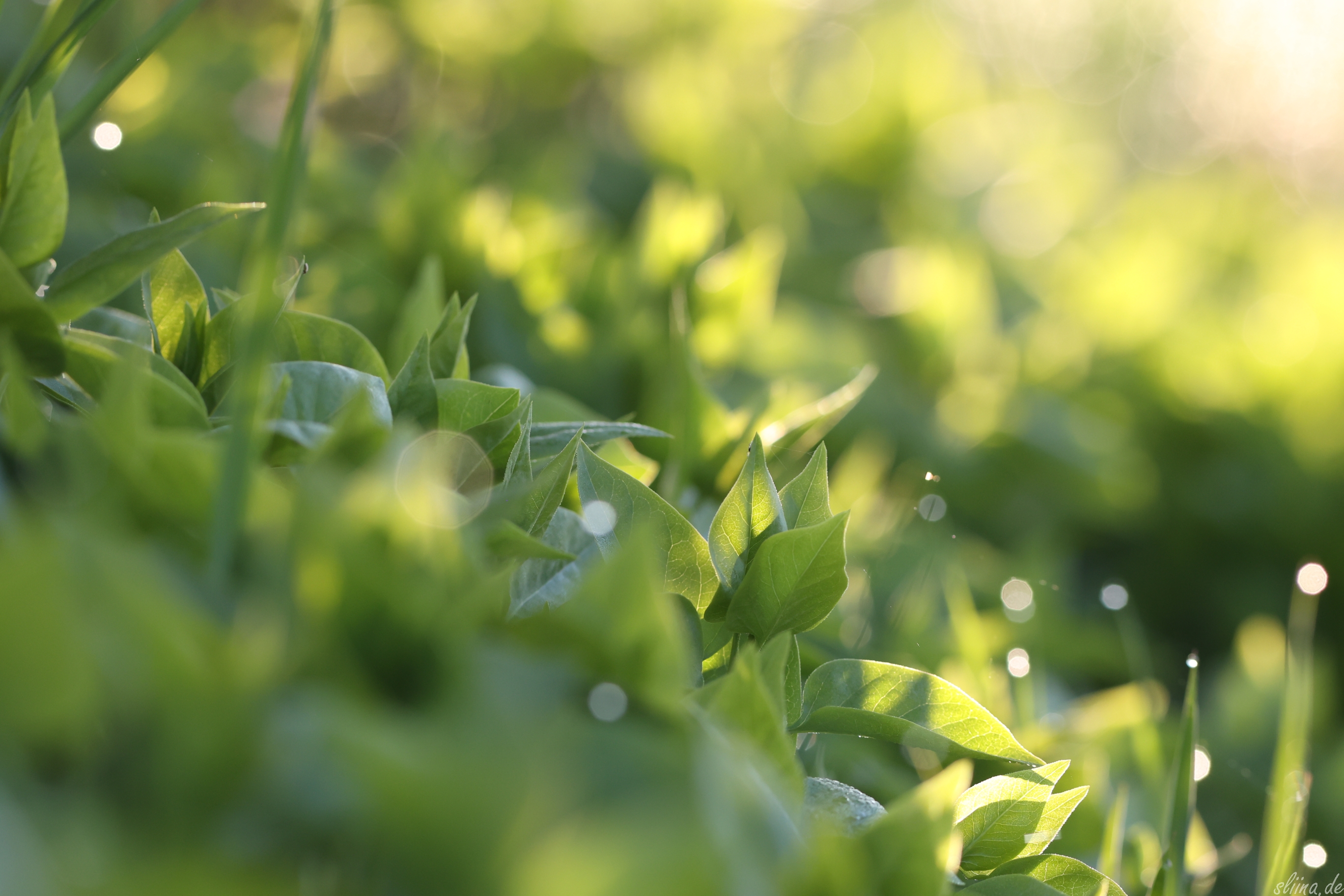 nature