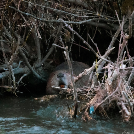 Wildlife