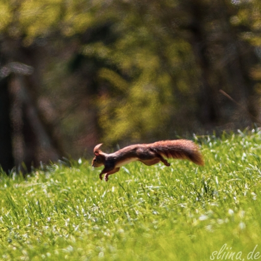 Wildlife
