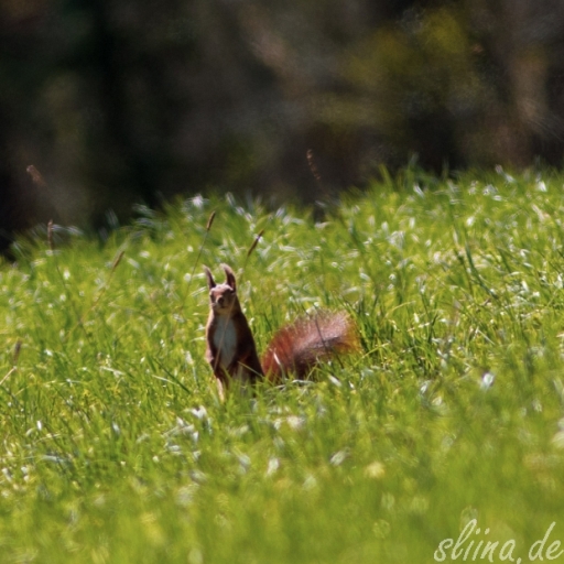 Wildlife
