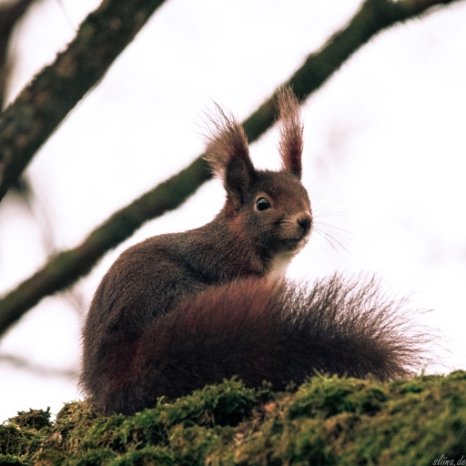 Wildlife