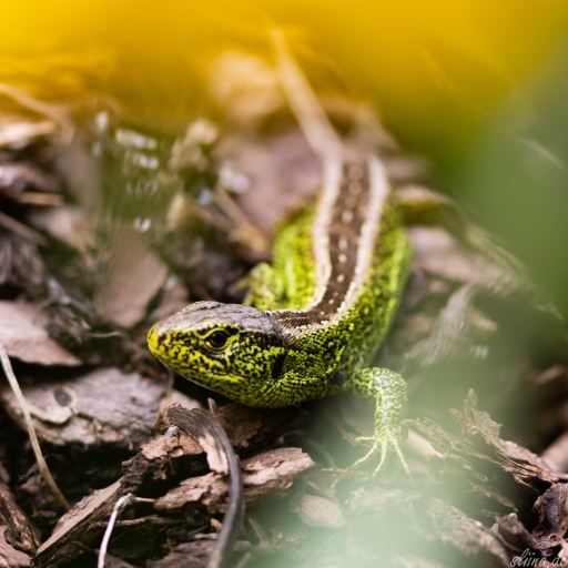 Wildlife