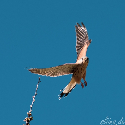 Wildlife