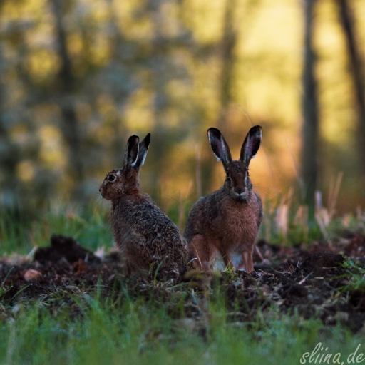 Wildlife
