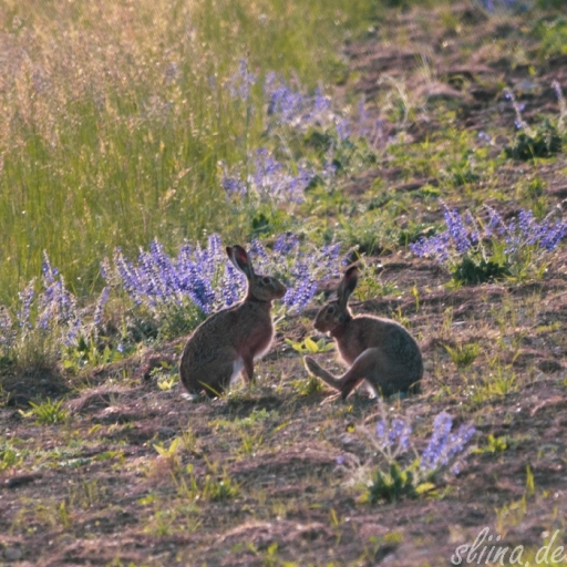 Wildlife