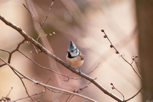 Wildlife