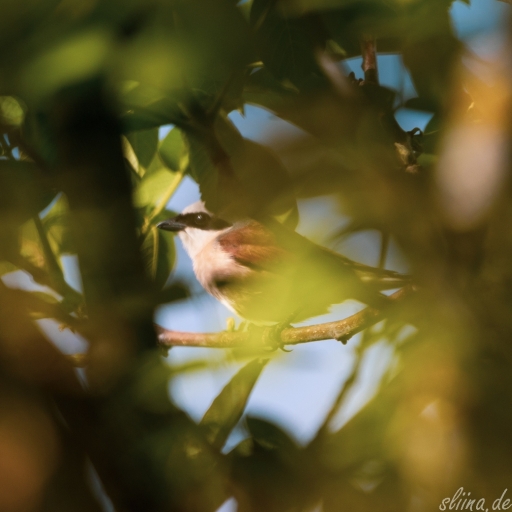Wildlife