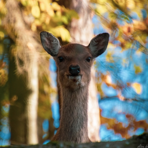 Wildlife