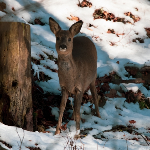 Wildlife