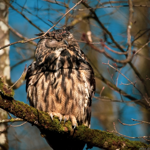 Wildlife