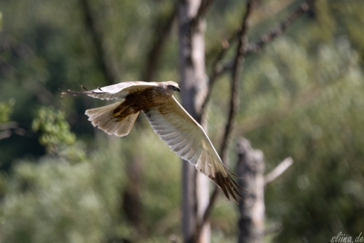 Wildlife