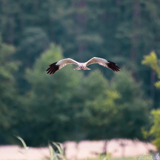 Wildlife