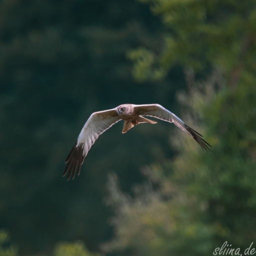 Wildlife