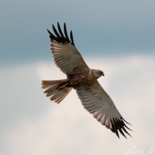 Wildlife